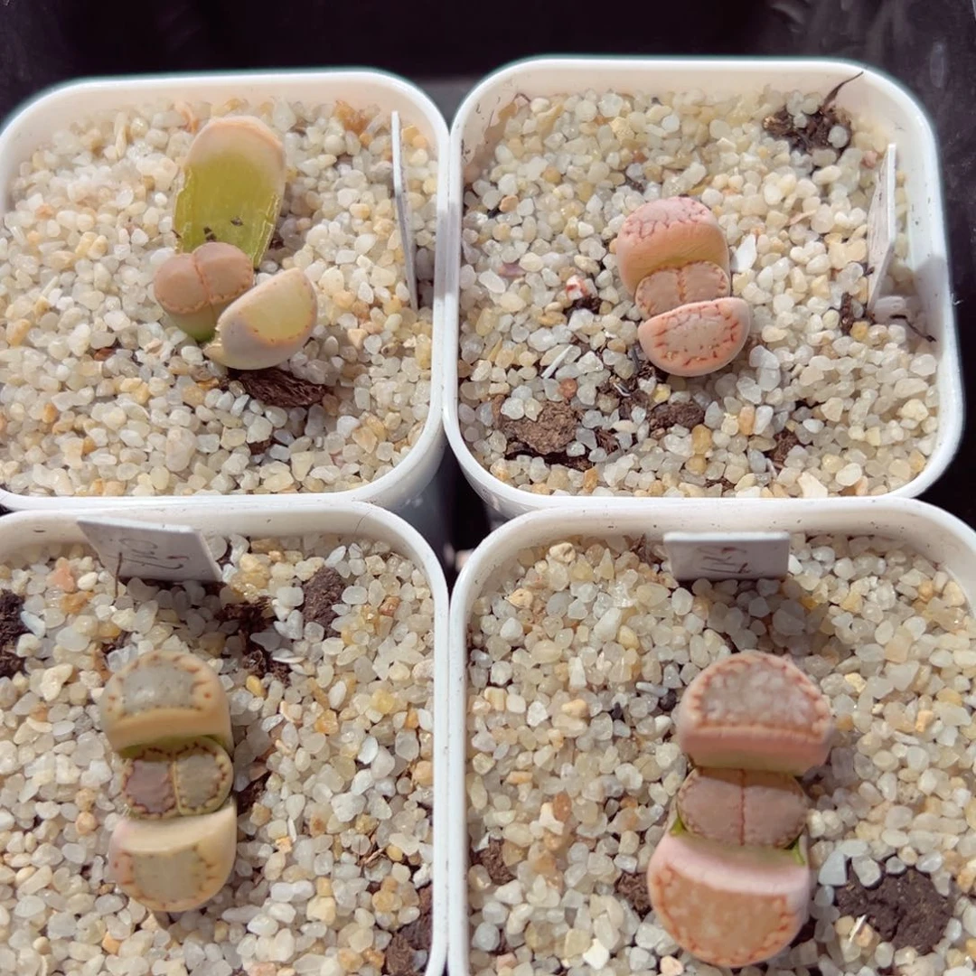 布****4117-565.我的小伙伴