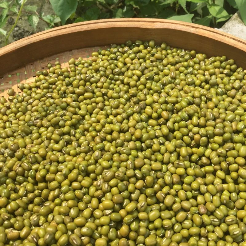 【十三山货】云南新货绿豆农家自产可做绿豆汤绿豆糕的新鲜绿豆