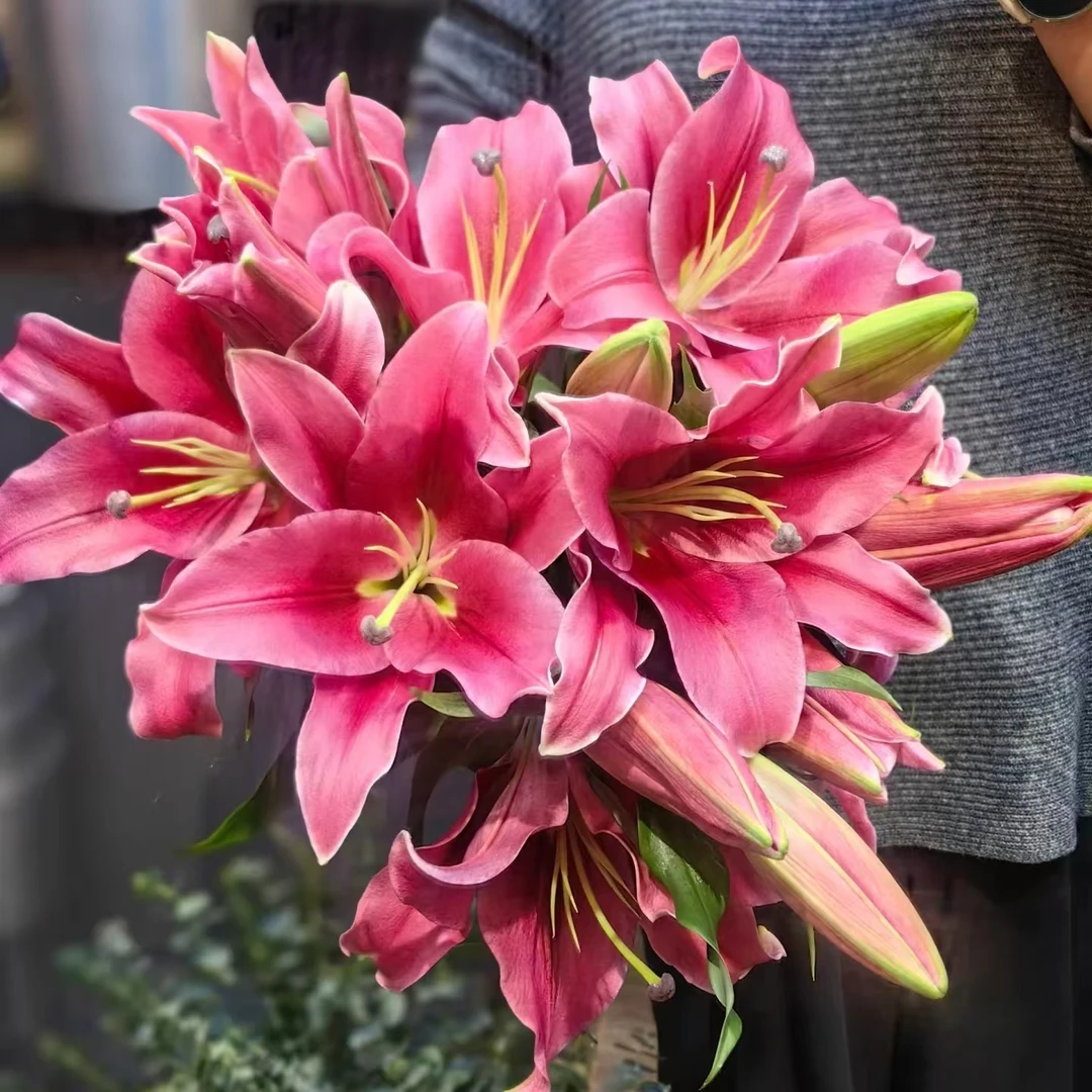 5枝普拉芬多双头百合10个花苞 两单顺丰冷链或京东快递