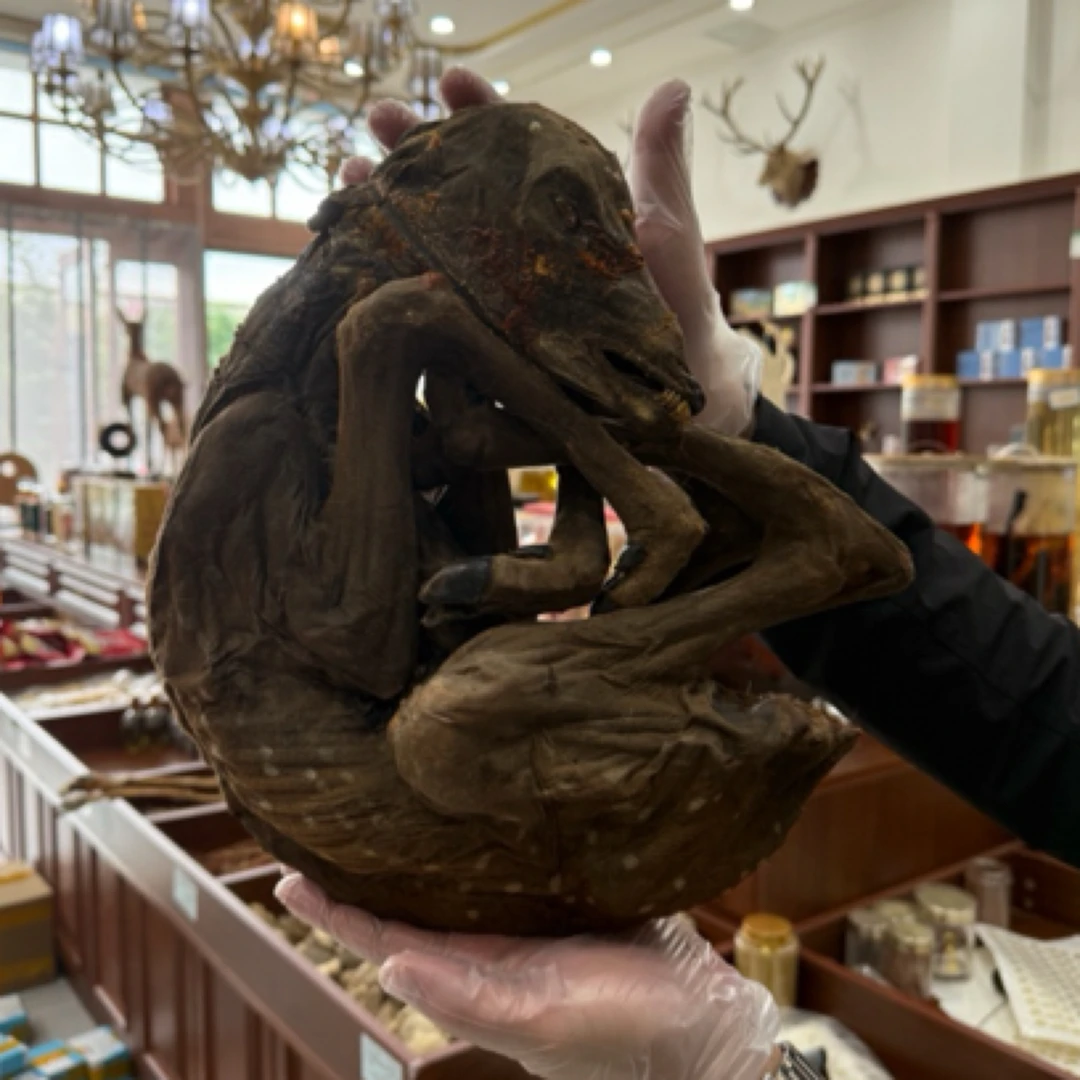 吉林鹿乡 梅花鹿鹿胎 整只鹿胎 默认打粉发货 产地直发