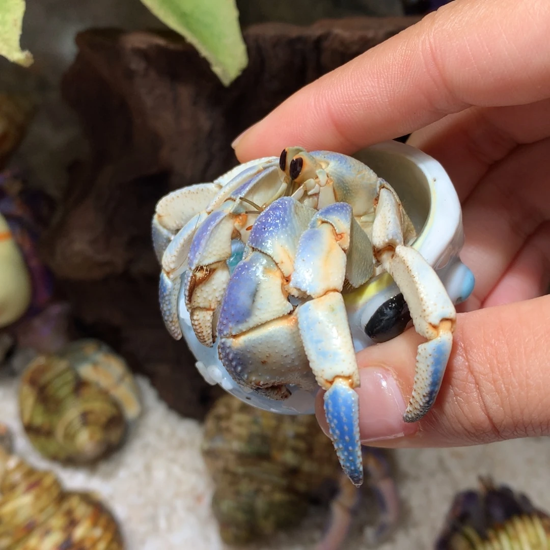 2.7寄居蟹出售，不退不换1号