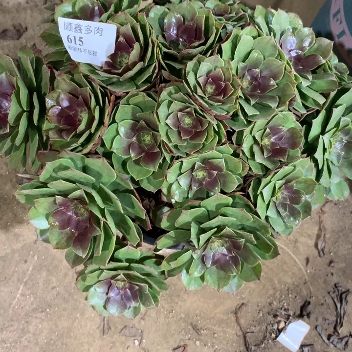 615万圣节多肉植物特价