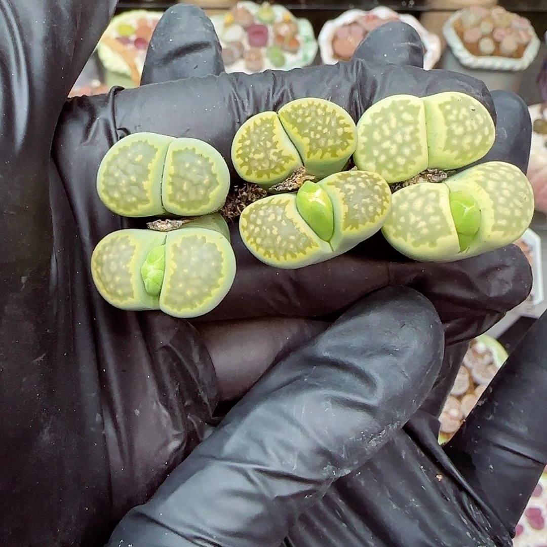 生石花满18包邮1117-40