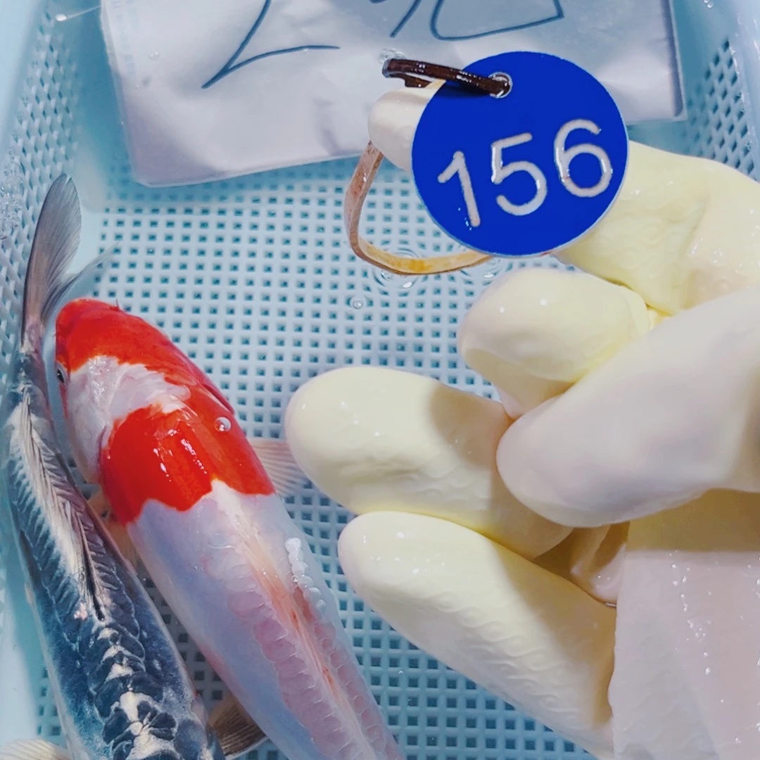 锦鲤156 锦鲤冷水观赏