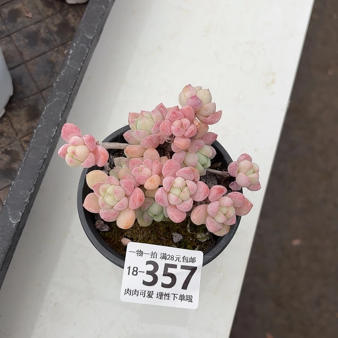 粉香水无盆土发货