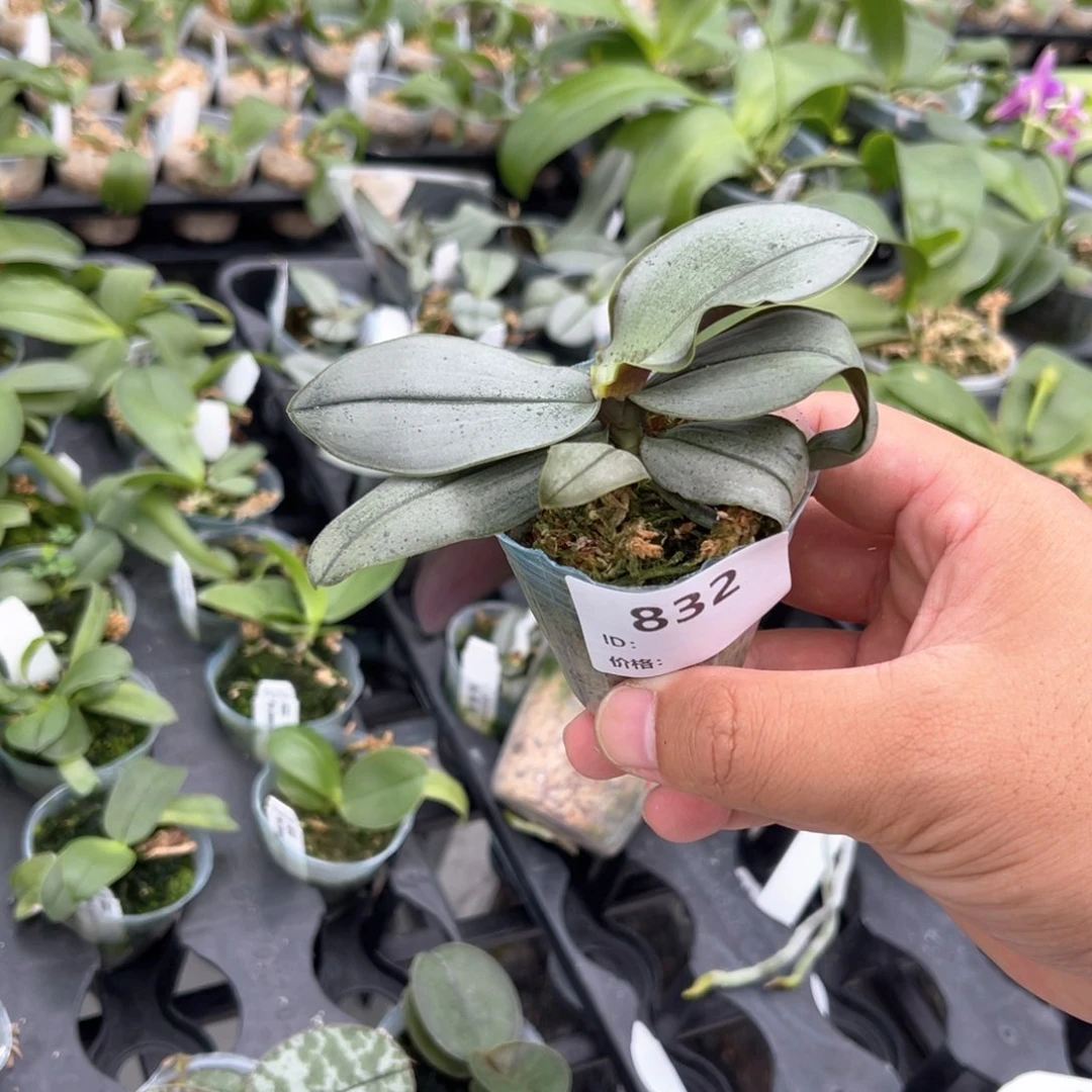 完全开放832 银桑德