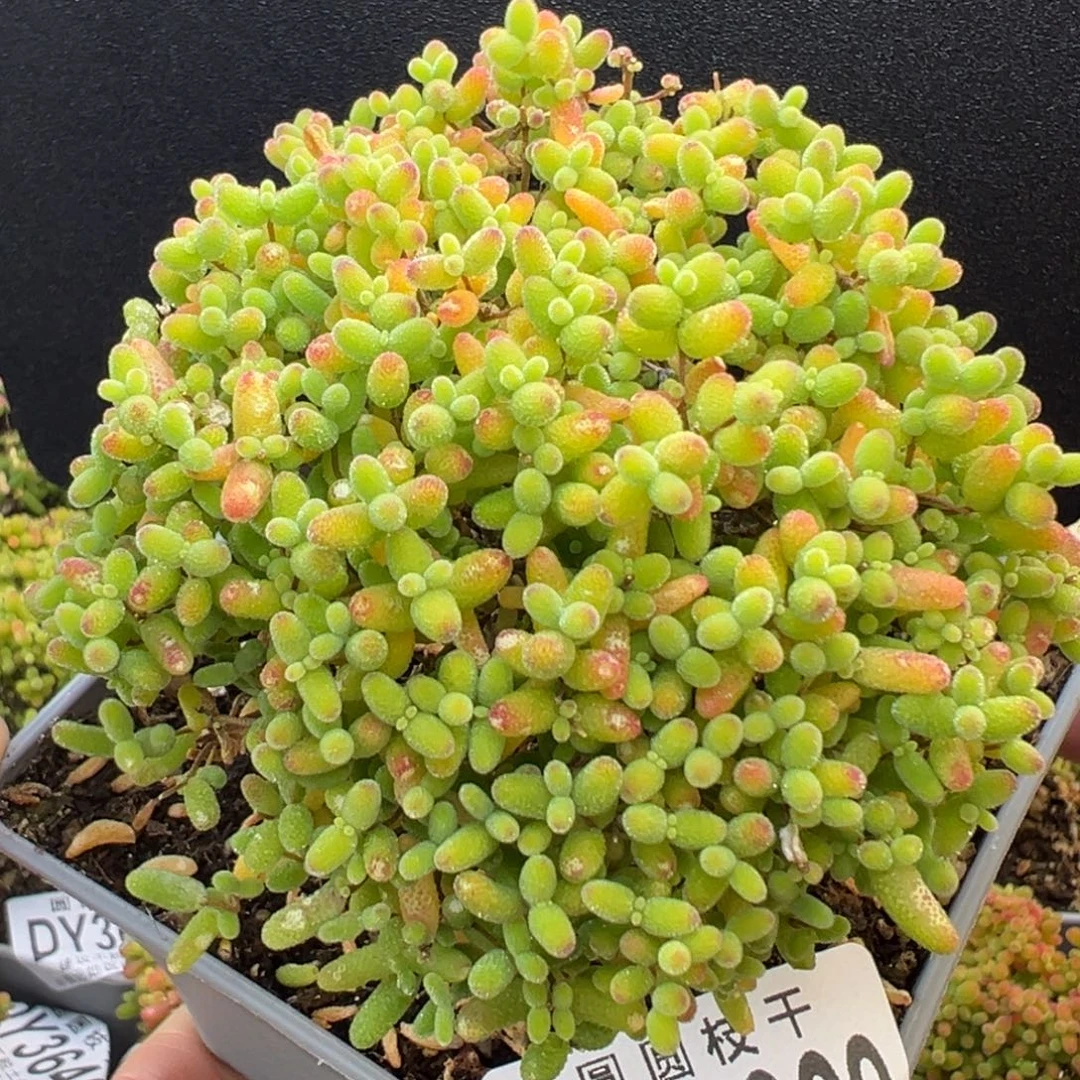 开播炸dy3669老桩蜜橘糖球冠幅7.5cm