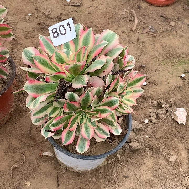 无花朵801女巫南