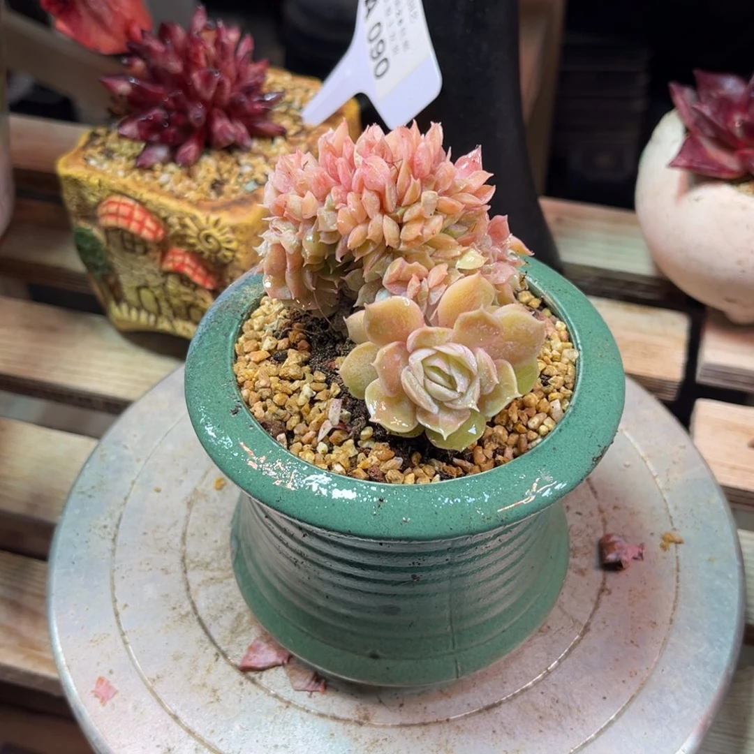 昂斯洛小缀多肉植物touyuji