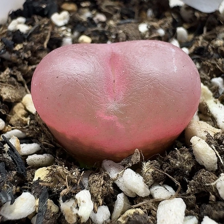 老马生石花2吕红2459