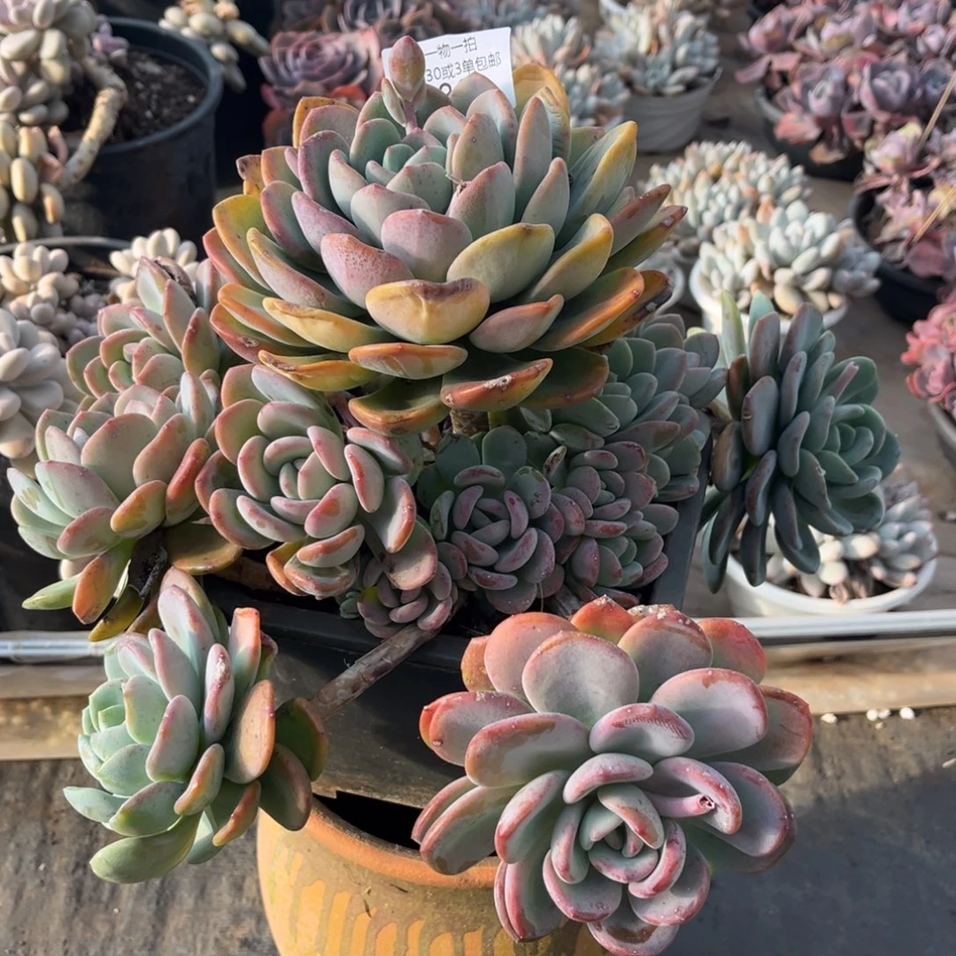 缘***你086香橙多肉植物#