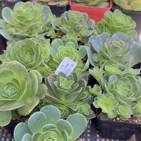 525 山地玫瑰基地福利