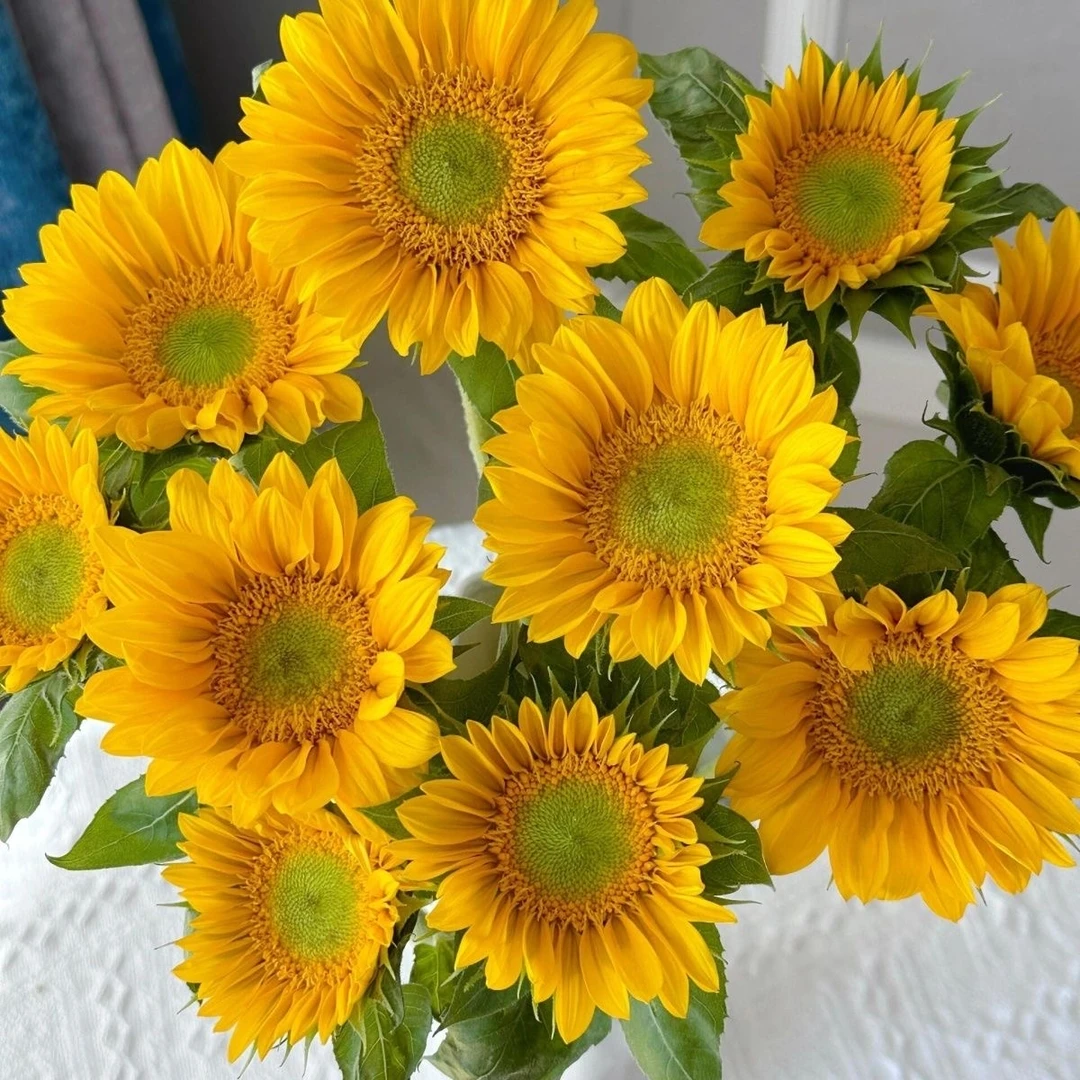 【绿心向日葵】稀有花基地直发 云南昆明鲜切花包邮