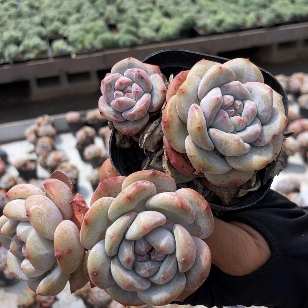 星影带盆带土双头2棵随机发