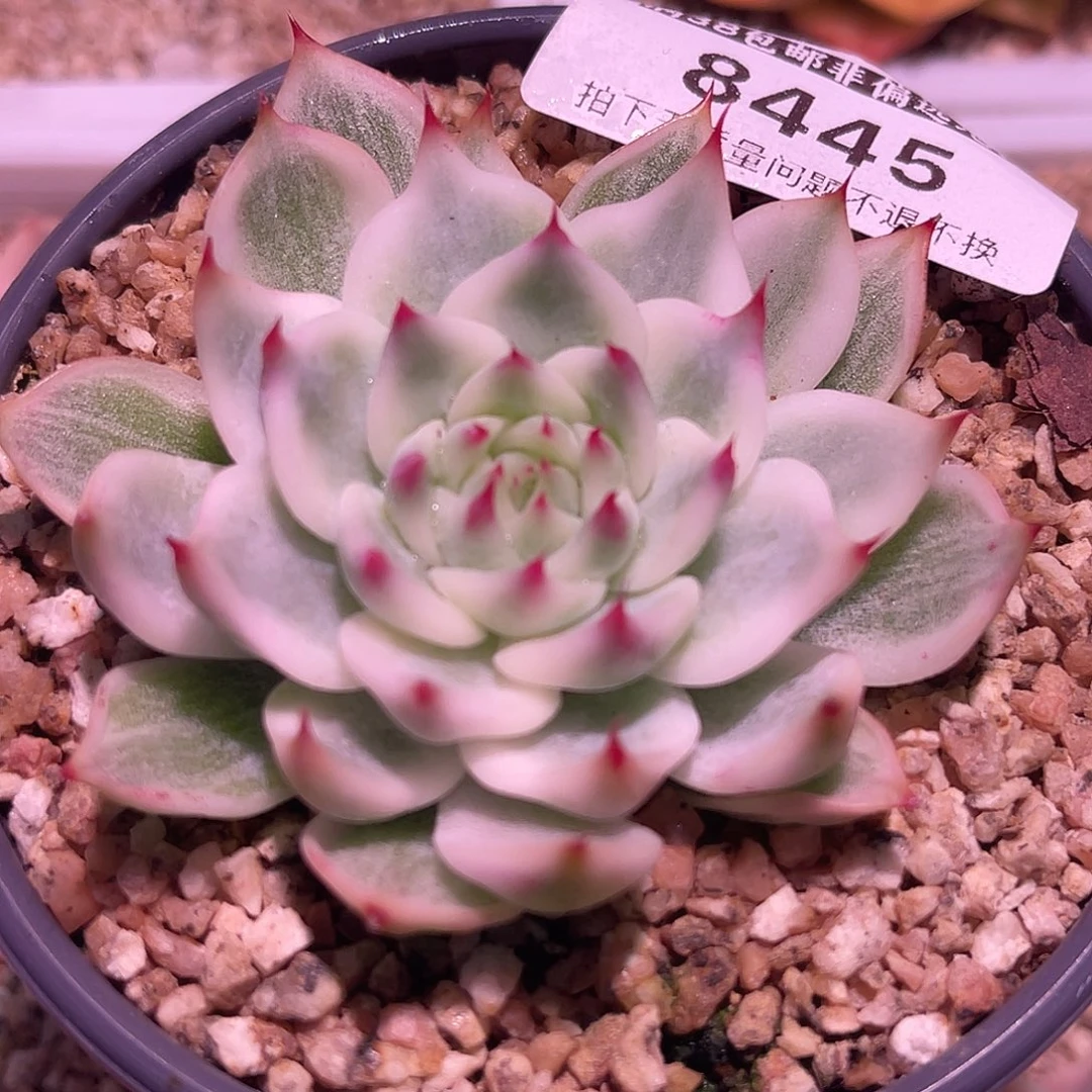 尚品园艺吉娃娃锦8445