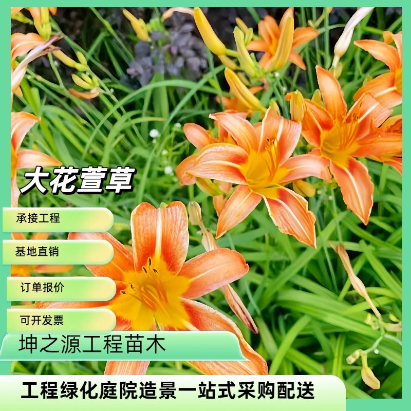 大花萱草忘忧草耐寒植物金娃娃萱草花苗地被花卉植物盆栽苗