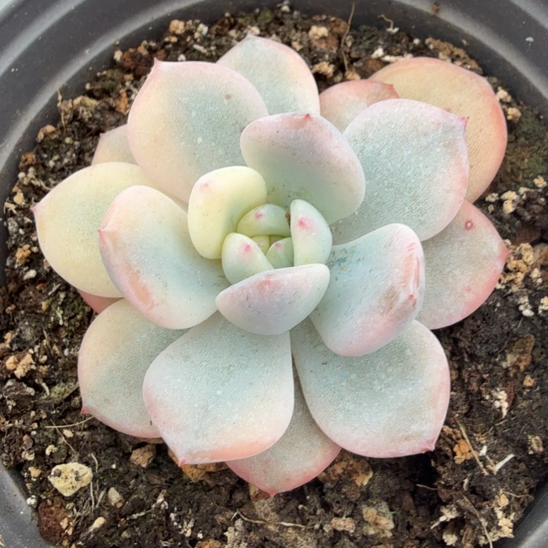 橙梦露锦腹轮锦大锦边