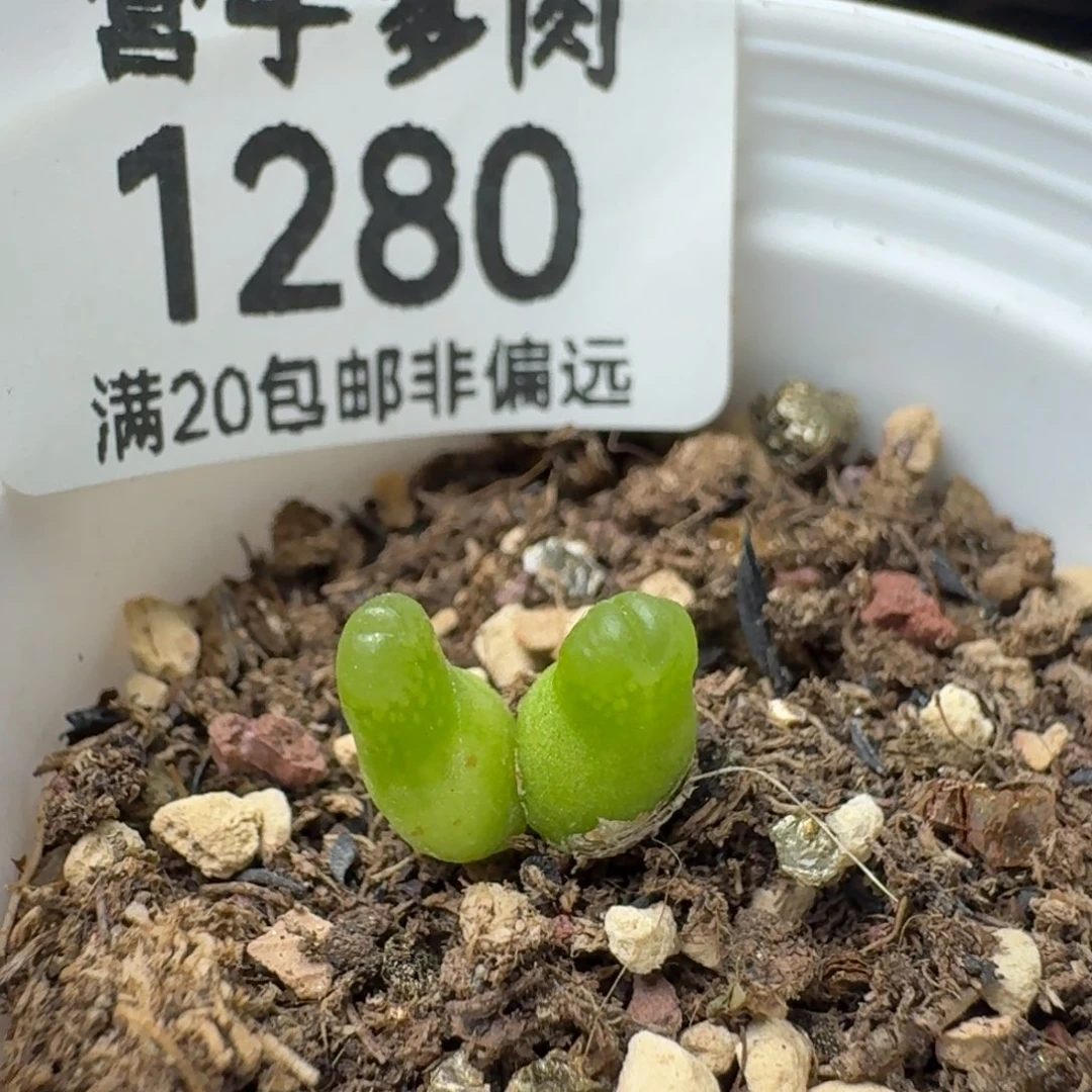 双头小葫芦带盆土