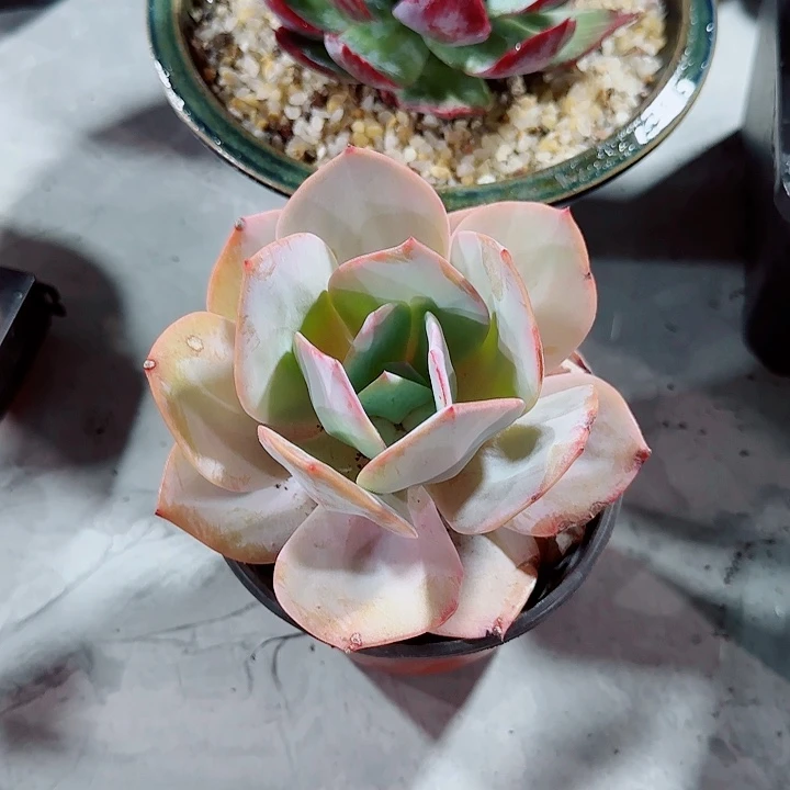 军****）白凤多肉植物