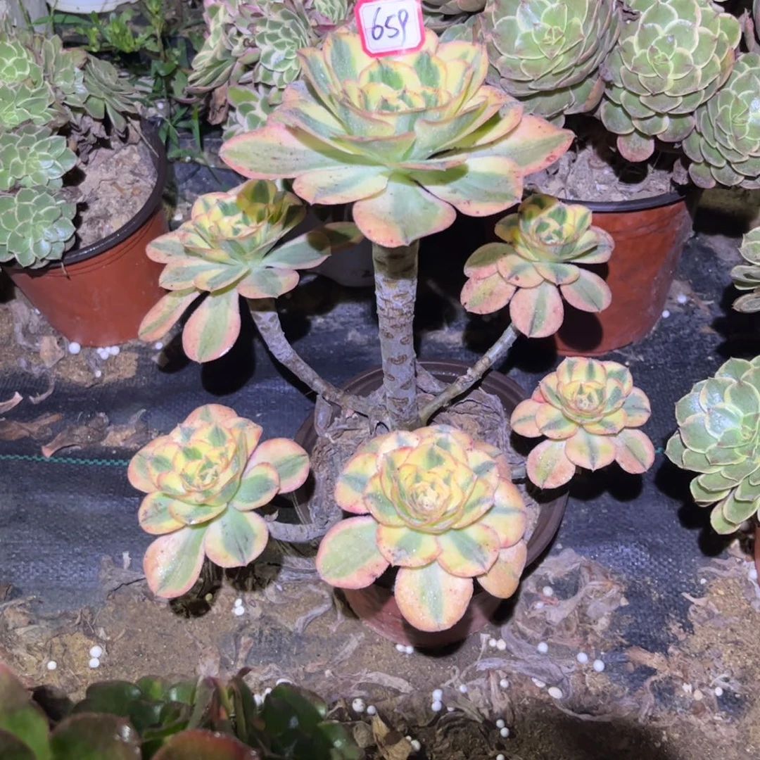 小***彭659多肉植物燕姿锦
