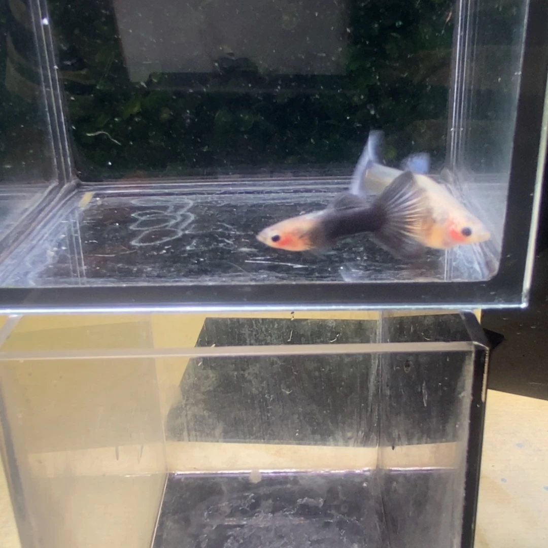 孔雀鱼蓝礼服玻璃猫韵母一对