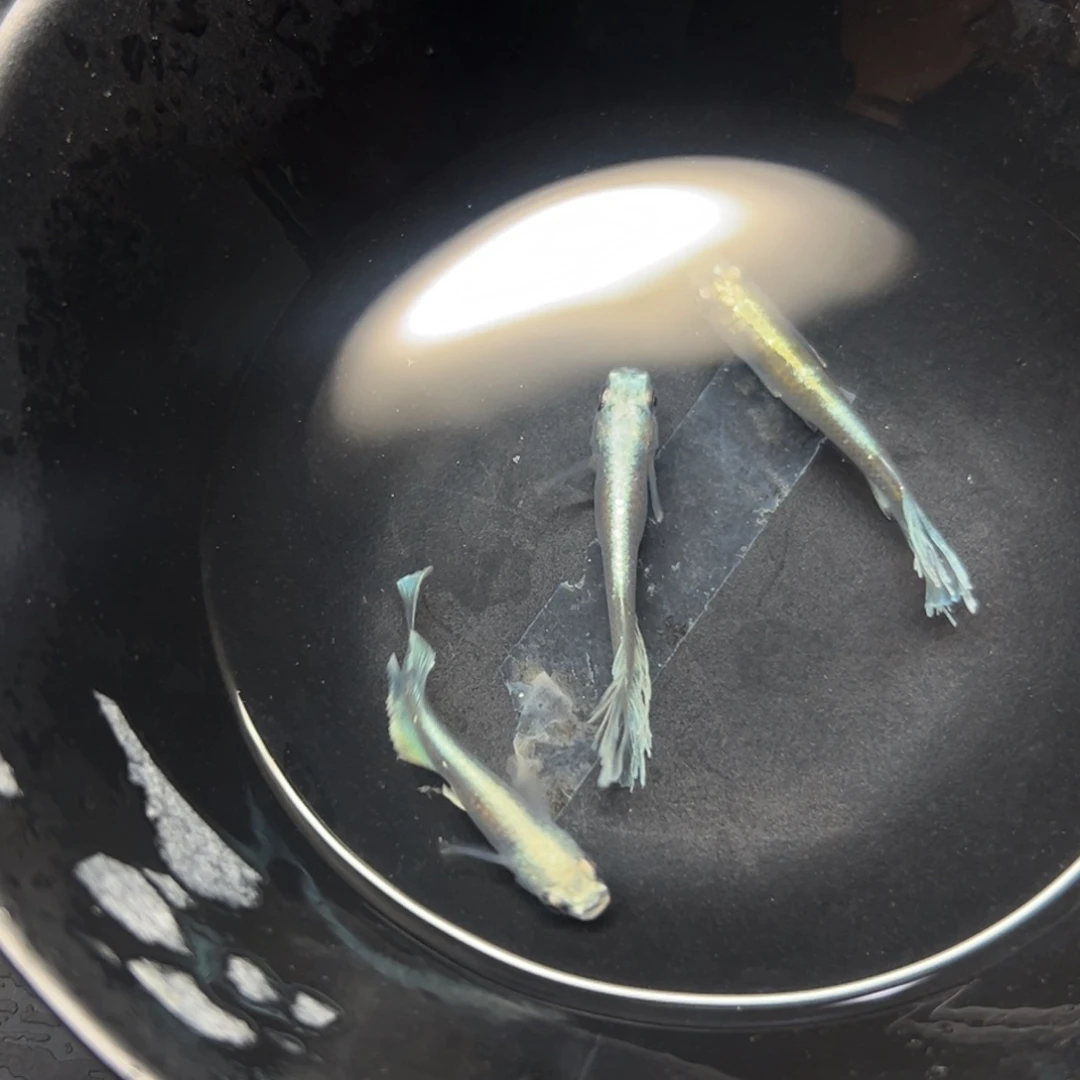 海水鱼吃鸡粉大家看看放寒假