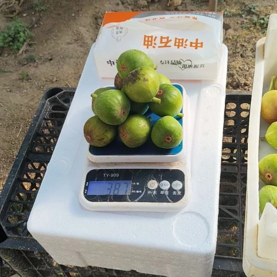 11个果小果共380克