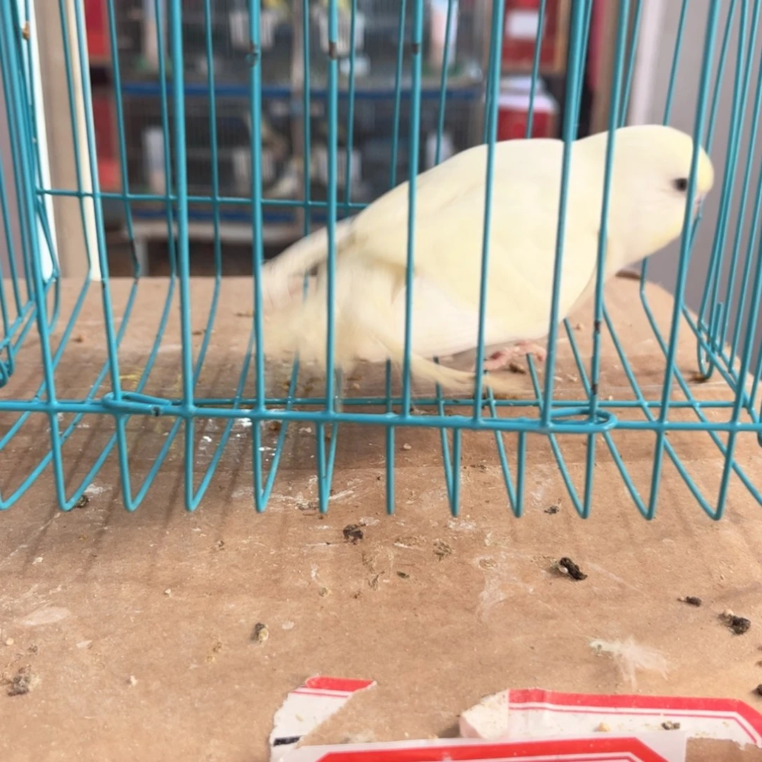 虎皮鹦鹉我的小姐姐