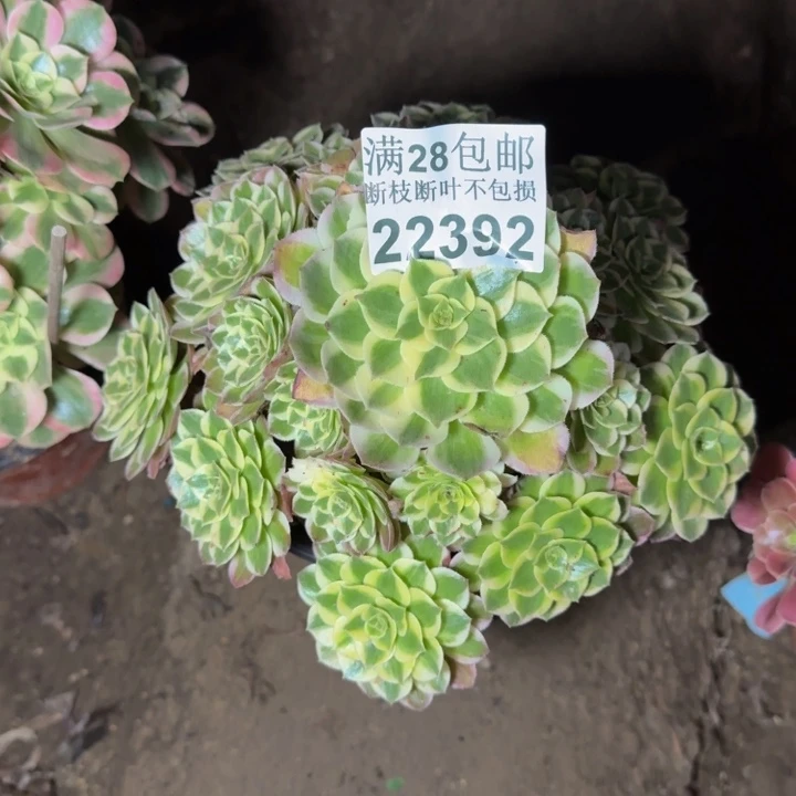 22392海鲜多肉植物