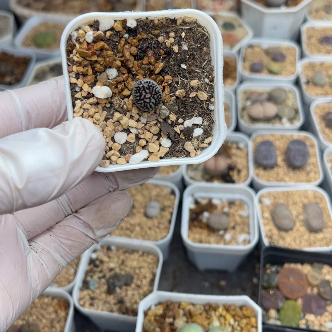 多肉植物一物一拍89