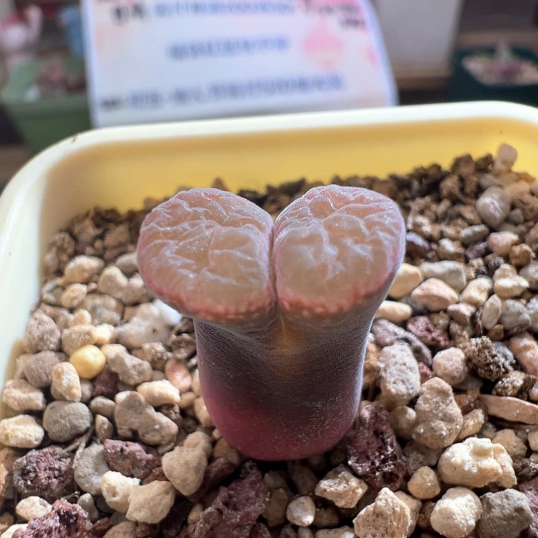 633。青蛙种源好看风铃