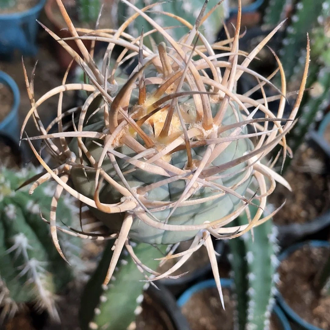 渡边光林玉嫁接66