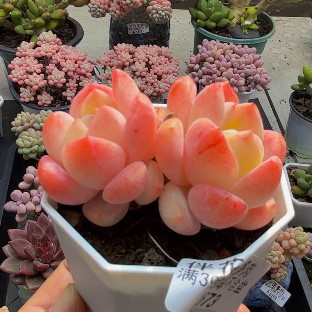 673冰冰6cm多肉植物