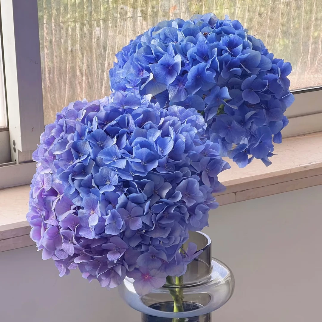 现采的绣球，脑瓜子大【一定满水养花】（会有蓝紫色，介意勿拍）