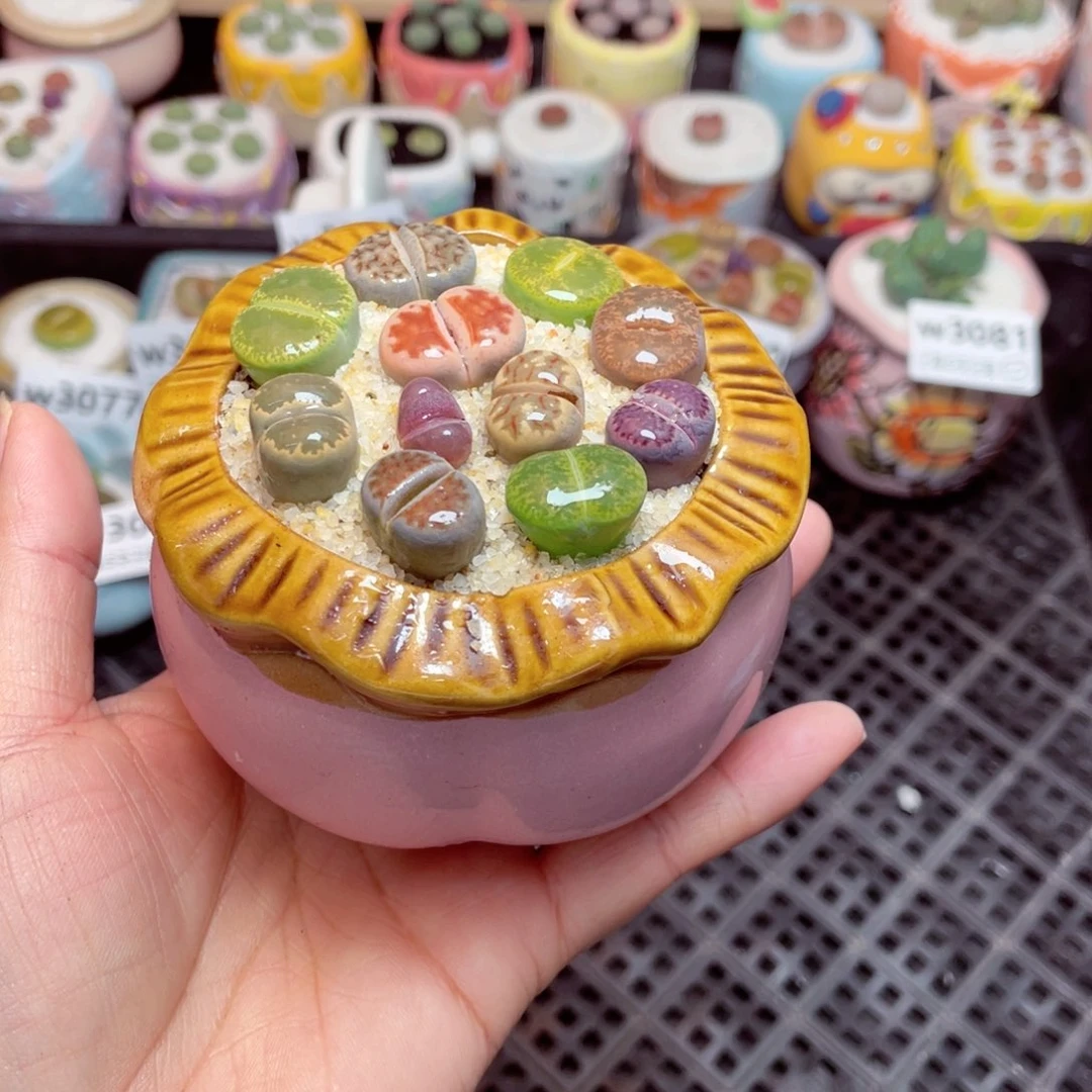 w3083 -零下地区拍保温箱-15支持寄养