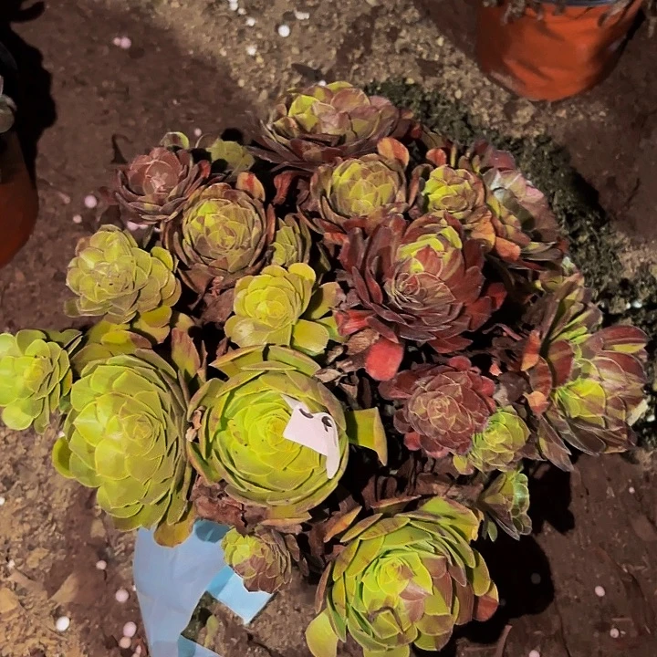 519花月夜多肉植物不售后