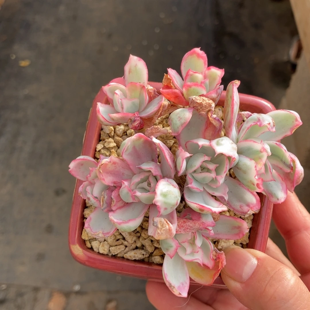 伯克利锦 一物一拍不支持退换