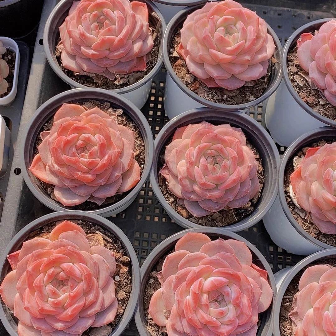 0129-雪芙蓉母本单头一颗 量拍