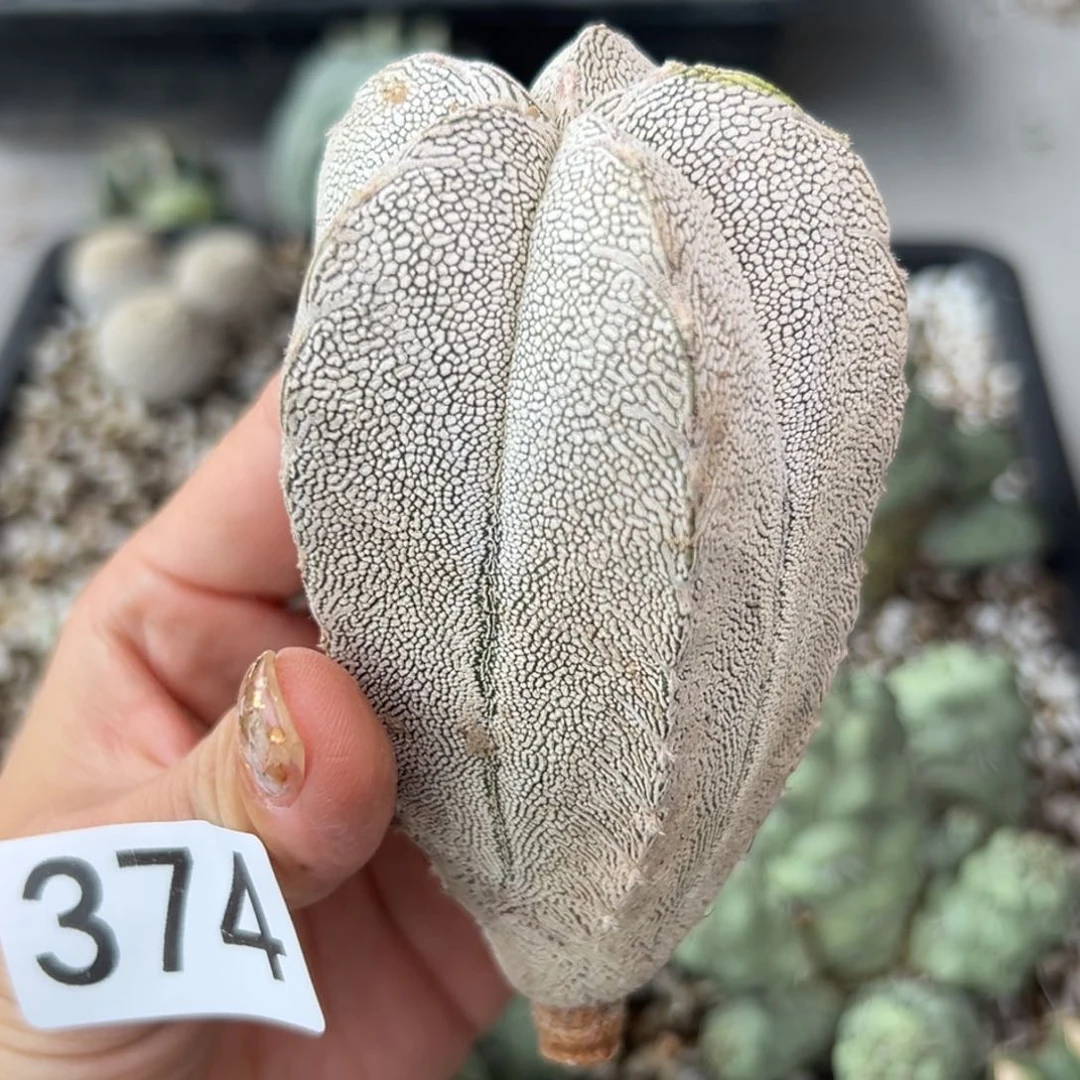 374 苗接落地 无根 仙人球