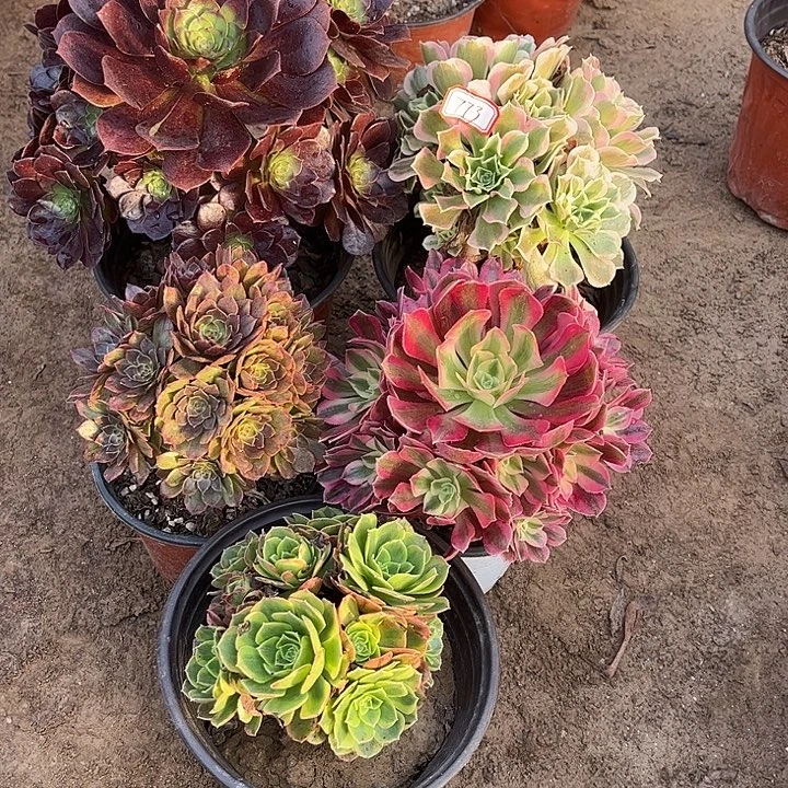 773多肉植物组合，