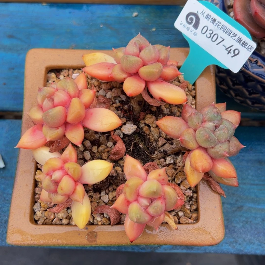 从前慢多肉精选编号0307.49