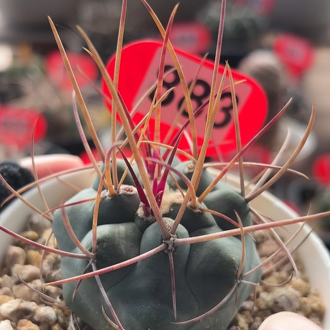 仙人球实生绯冠龙