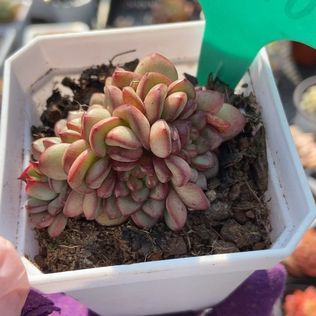 1598亚当珍妮多肉