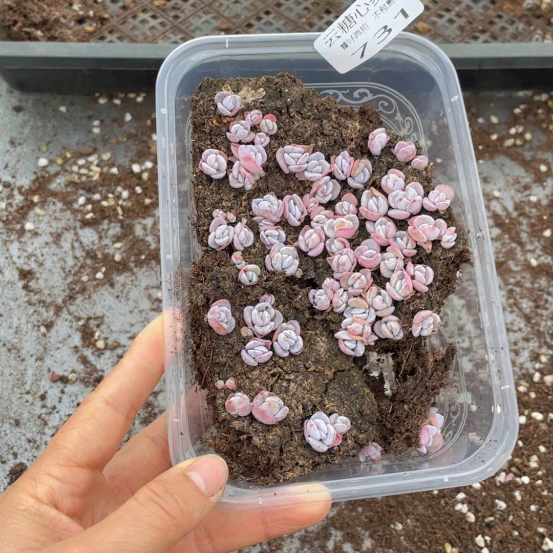云糖心多肉植物731