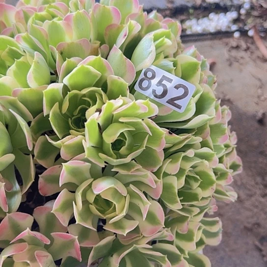 余***多肉植物一个粉玲珑