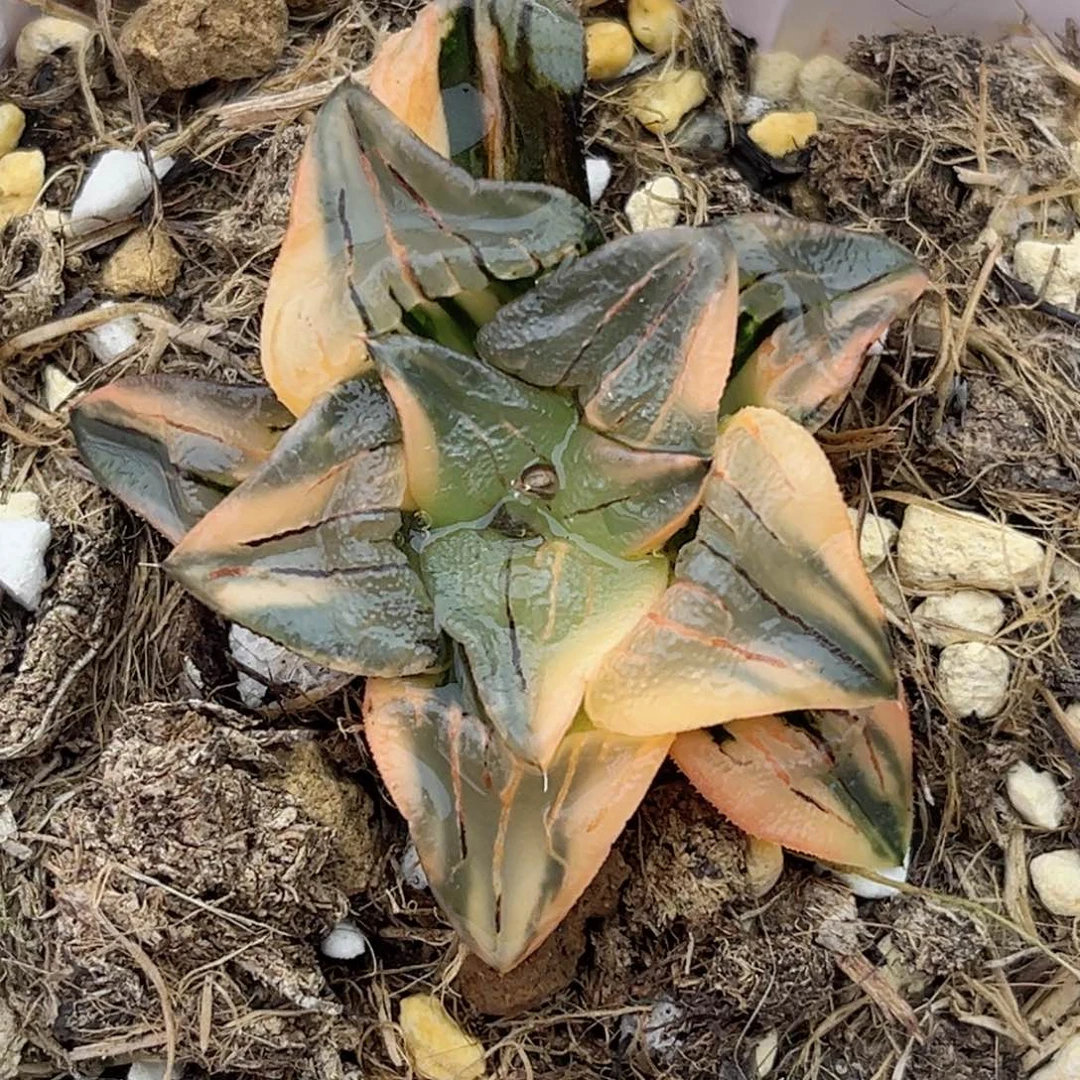 31红纹寿锦（干巴介意勿拍）福利专场