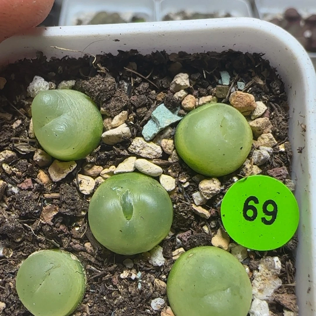 拉登0.9-1.2多肉植物69