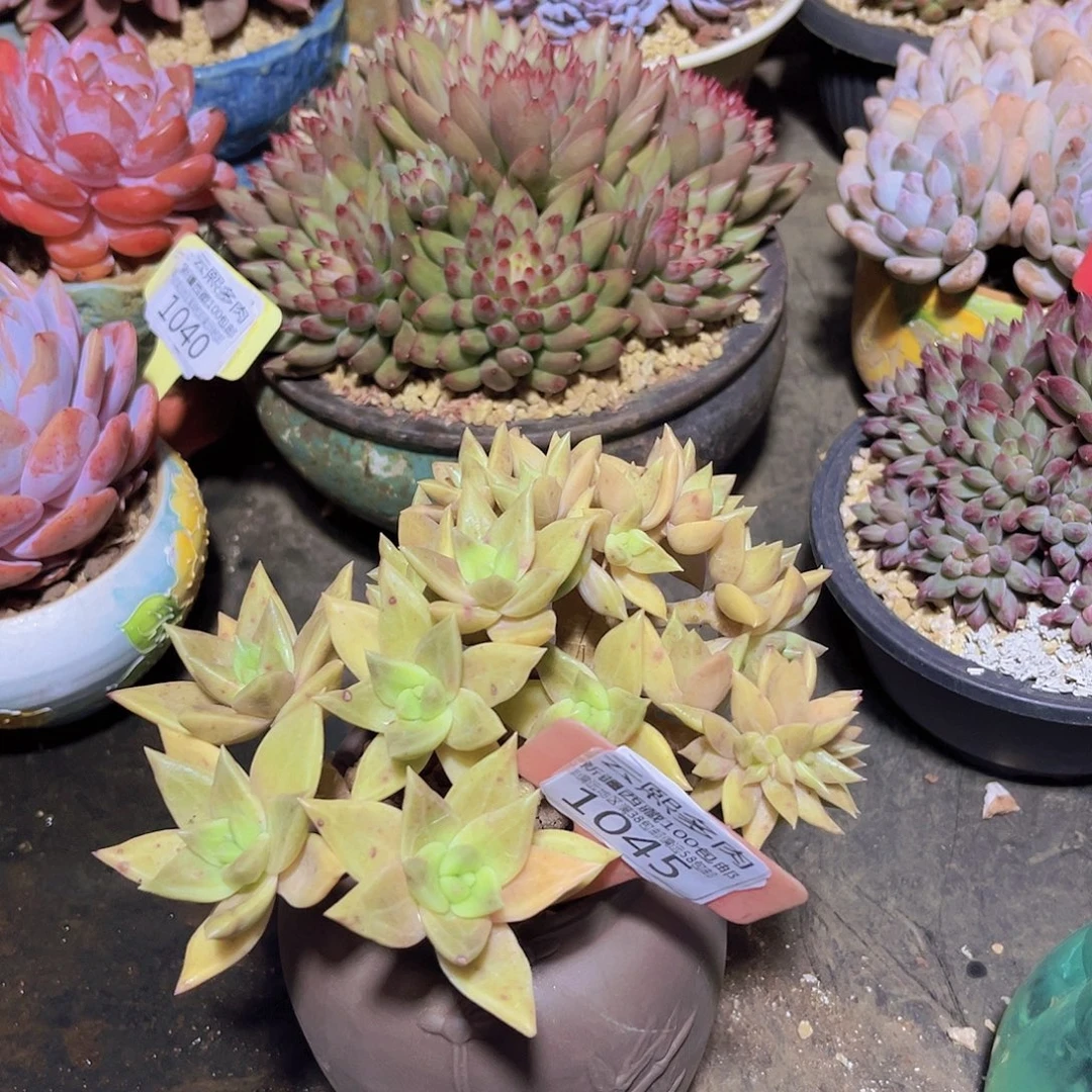 1045黄金表丽娜多肉植物