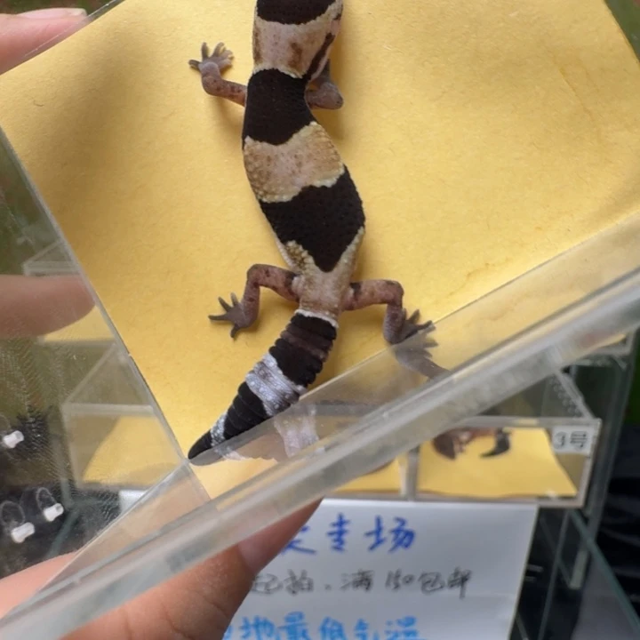 肥尾守宫原色（低表现奶牛）母温！90%妹妹