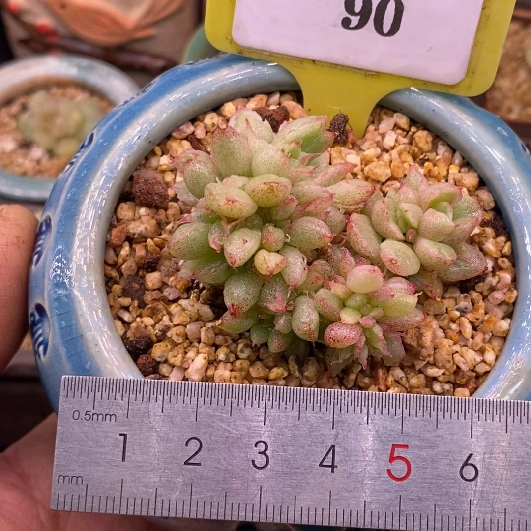 490风花雪月变异朵朵拉丝锦